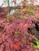 - Acer palmatum 'Ruth's Red' Japanese Maple - Mr Maple │ Buy Japanese Maple Trees