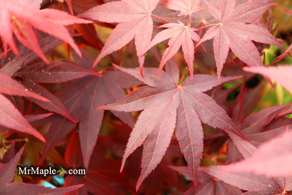 - Acer palmatum 'Ruth's Red' Japanese Maple - Mr Maple │ Buy Japanese Maple Trees