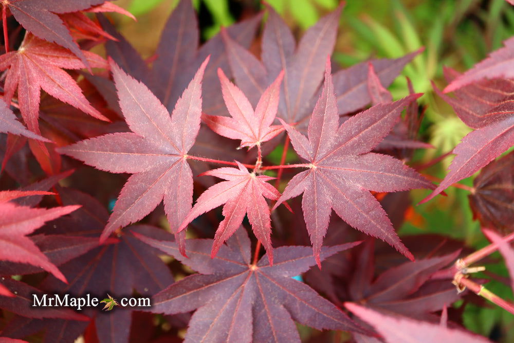 - Acer palmatum 'Ruth's Red' Japanese Maple - Mr Maple │ Buy Japanese Maple Trees