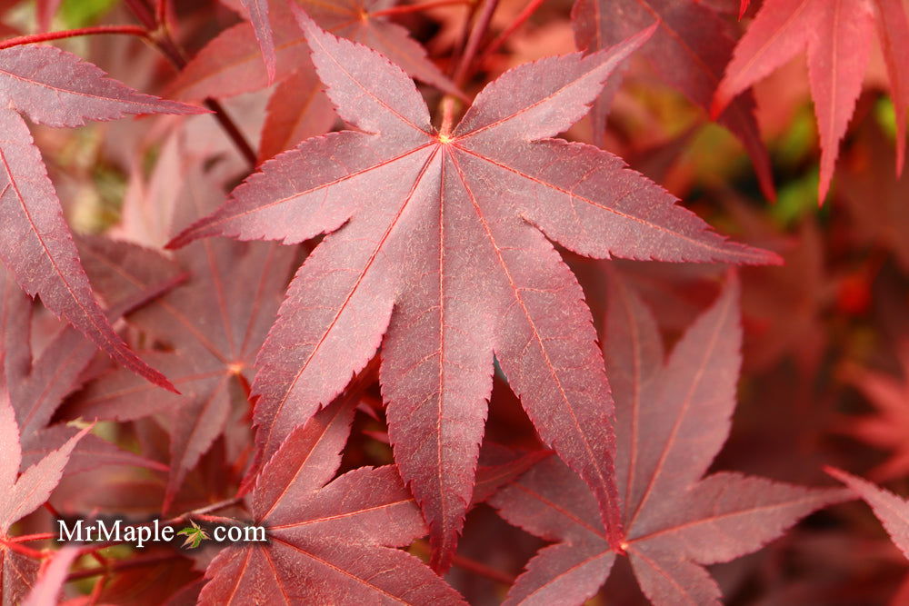 - Acer palmatum 'Ruth's Red' Japanese Maple - Mr Maple │ Buy Japanese Maple Trees