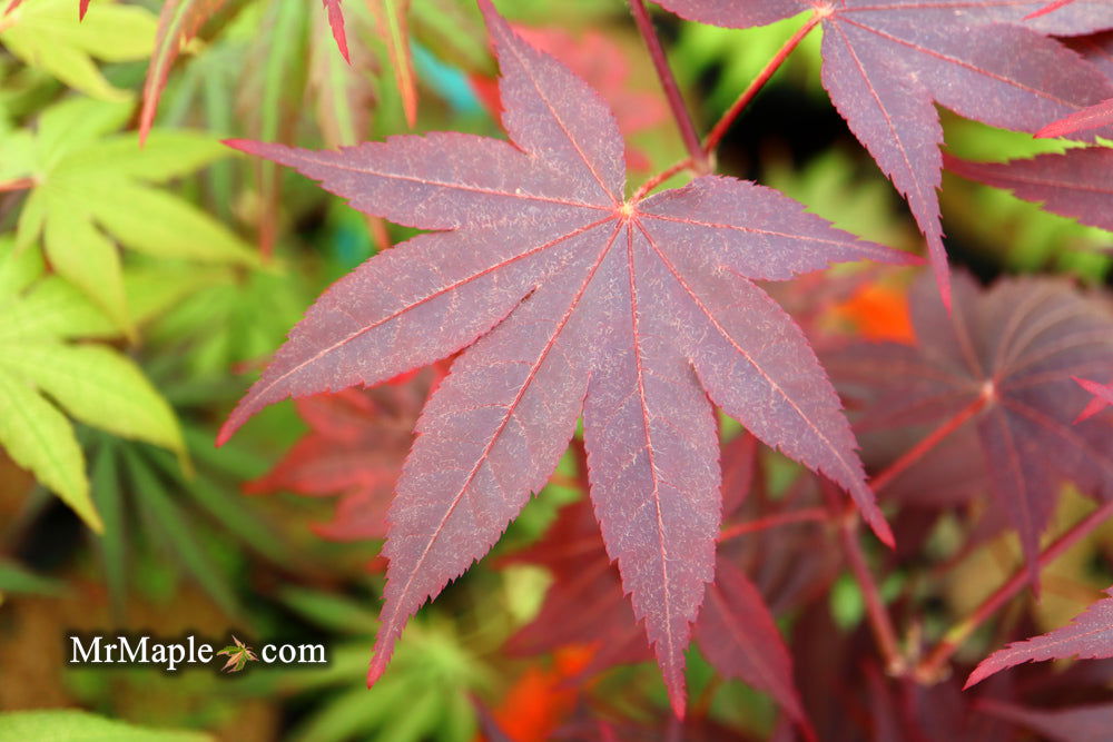 - Acer palmatum 'Ruth's Red' Japanese Maple - Mr Maple │ Buy Japanese Maple Trees