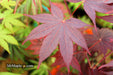 - Acer palmatum 'Ruth's Red' Japanese Maple - Mr Maple │ Buy Japanese Maple Trees