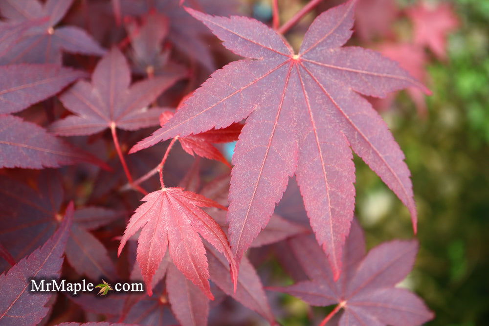 - Acer palmatum 'Ruth's Red' Japanese Maple - Mr Maple │ Buy Japanese Maple Trees