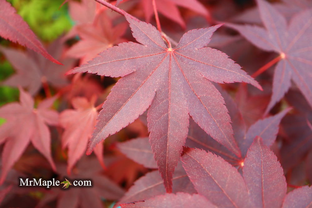 - Acer palmatum 'Ruth's Red' Japanese Maple - Mr Maple │ Buy Japanese Maple Trees