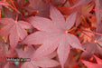 - Acer palmatum 'Ruth's Red' Japanese Maple - Mr Maple │ Buy Japanese Maple Trees