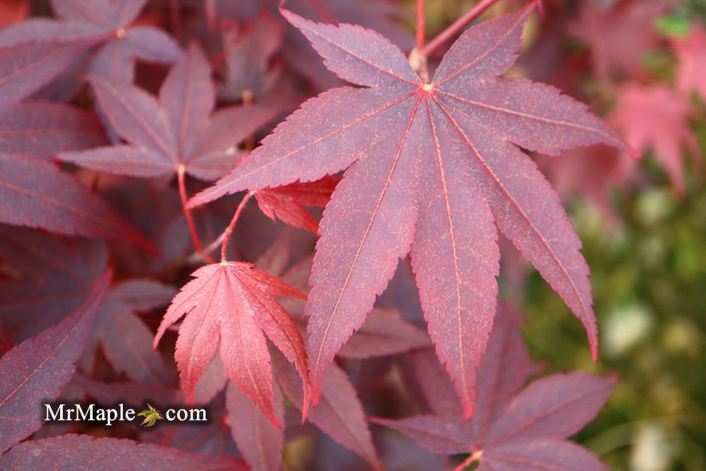 - Acer palmatum 'Ruth's Red' Japanese Maple - Mr Maple │ Buy Japanese Maple Trees