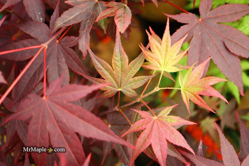 - Acer palmatum 'Ruth's Red' Japanese Maple - Mr Maple │ Buy Japanese Maple Trees