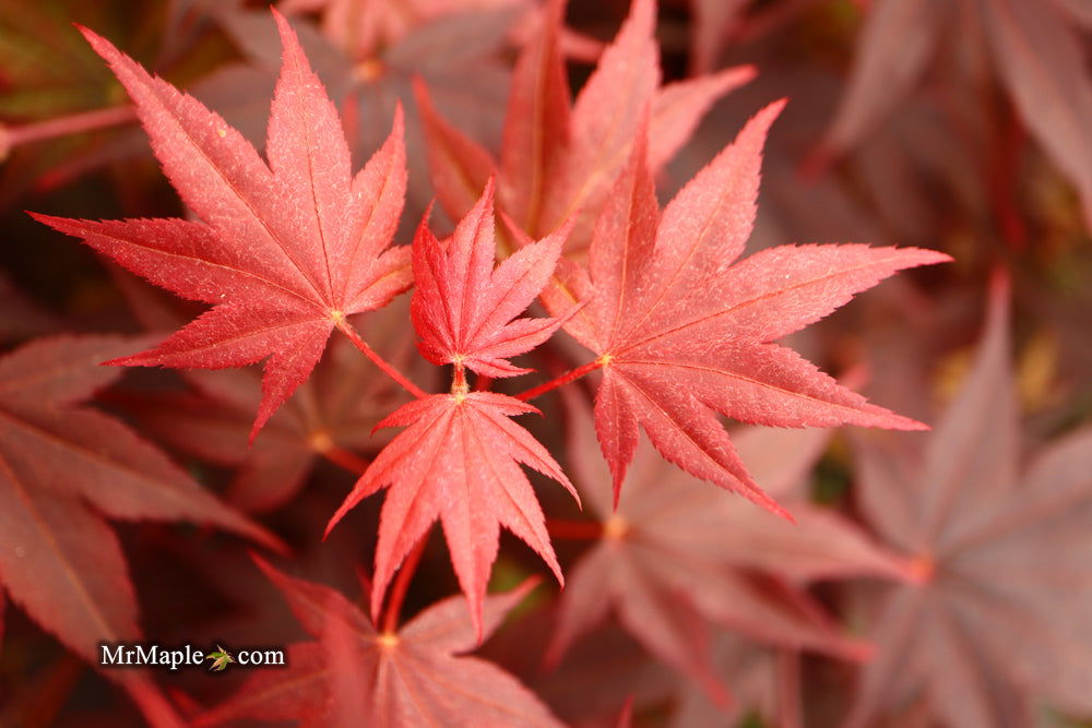 - Acer palmatum 'Ruth's Red' Japanese Maple - Mr Maple │ Buy Japanese Maple Trees