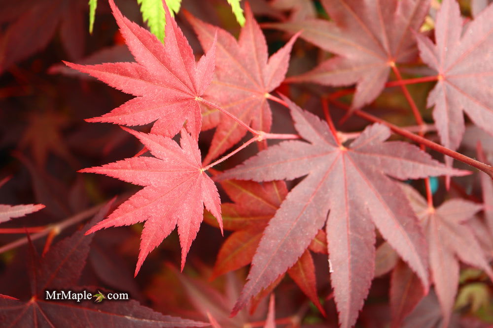 - Acer palmatum 'Ruth's Red' Japanese Maple - Mr Maple │ Buy Japanese Maple Trees