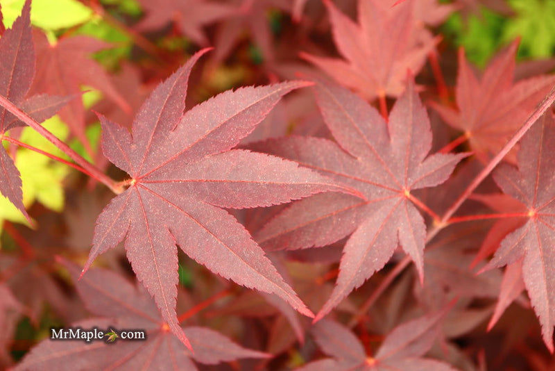 - Acer palmatum 'Ruth's Red' Japanese Maple - Mr Maple │ Buy Japanese Maple Trees
