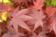 - Acer palmatum 'Ruth's Red' Japanese Maple - Mr Maple │ Buy Japanese Maple Trees