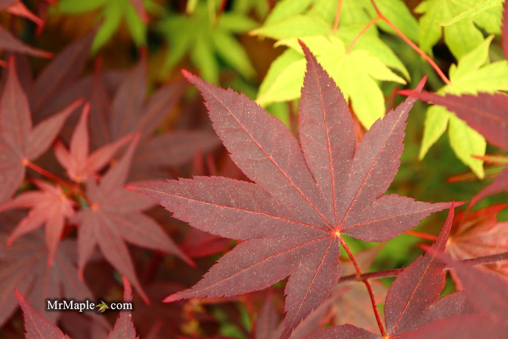 - Acer palmatum 'Ruth's Red' Japanese Maple - Mr Maple │ Buy Japanese Maple Trees