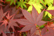 - Acer palmatum 'Ruth's Red' Japanese Maple - Mr Maple │ Buy Japanese Maple Trees