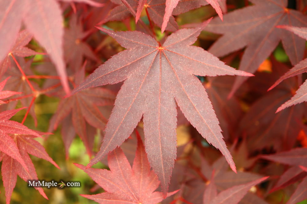 - Acer palmatum 'Ruth's Red' Japanese Maple - Mr Maple │ Buy Japanese Maple Trees