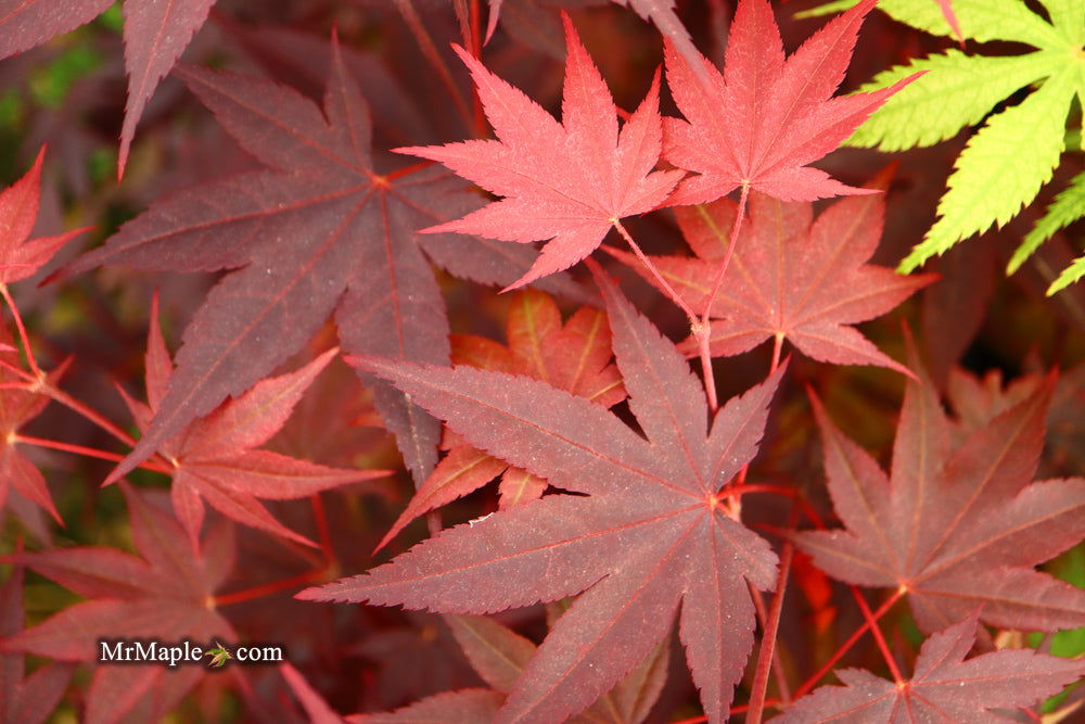 - Acer palmatum 'Ruth's Red' Japanese Maple - Mr Maple │ Buy Japanese Maple Trees