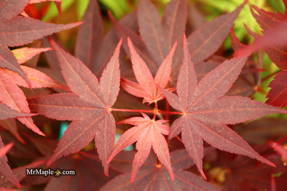 - Acer palmatum 'Ruth's Red' Japanese Maple - Mr Maple │ Buy Japanese Maple Trees