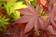 - Acer palmatum 'Ruth's Red' Japanese Maple - Mr Maple │ Buy Japanese Maple Trees