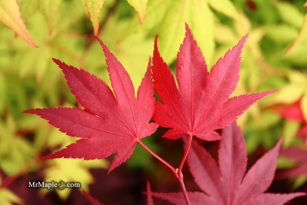 - Acer palmatum 'Ruth's Red' Japanese Maple - Mr Maple │ Buy Japanese Maple Trees