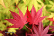 - Acer palmatum 'Ruth's Red' Japanese Maple - Mr Maple │ Buy Japanese Maple Trees