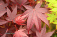 - Acer palmatum 'Ruth's Red' Japanese Maple - Mr Maple │ Buy Japanese Maple Trees