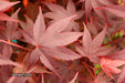 - Acer palmatum 'Ruth's Red' Japanese Maple - Mr Maple │ Buy Japanese Maple Trees