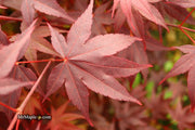 - Acer palmatum 'Ruth's Red' Japanese Maple - Mr Maple │ Buy Japanese Maple Trees