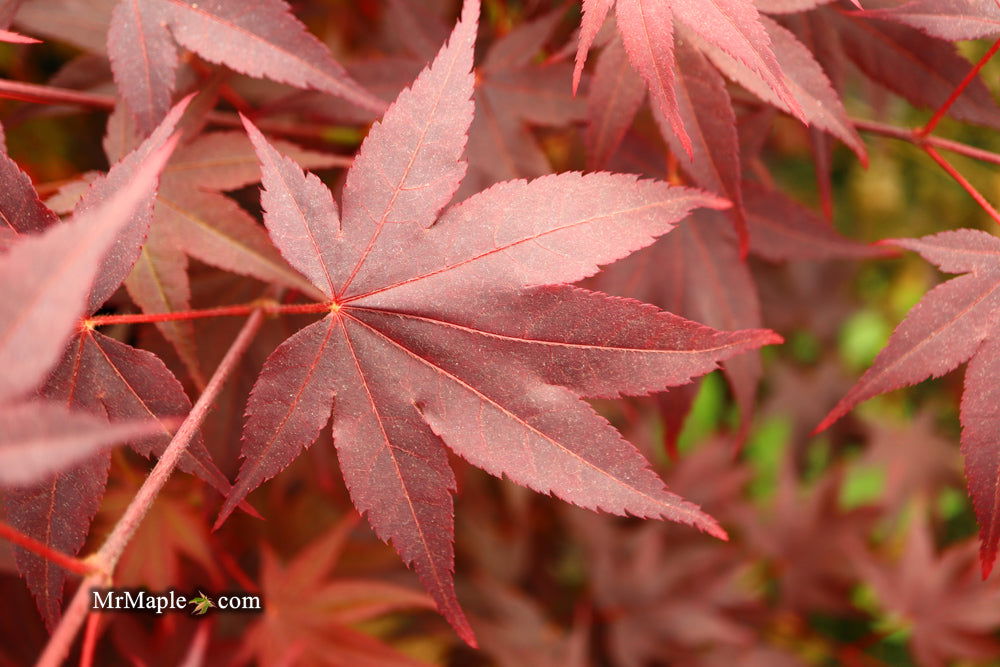 - Acer palmatum 'Ruth's Red' Japanese Maple - Mr Maple │ Buy Japanese Maple Trees