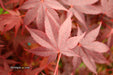 - Acer palmatum 'Ruth's Red' Japanese Maple - Mr Maple │ Buy Japanese Maple Trees