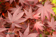 - Acer palmatum 'Ruth's Red' Japanese Maple - Mr Maple │ Buy Japanese Maple Trees