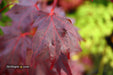 - Acer palmatum 'Ruth's Red' Japanese Maple - Mr Maple │ Buy Japanese Maple Trees