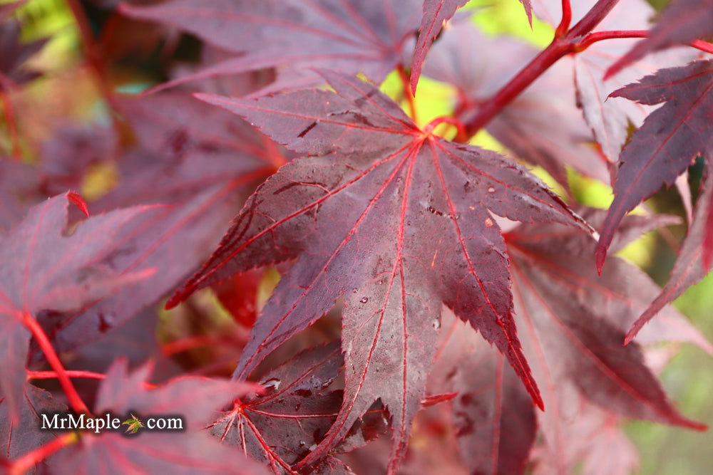 - Acer palmatum 'Ruth's Red' Japanese Maple - Mr Maple │ Buy Japanese Maple Trees