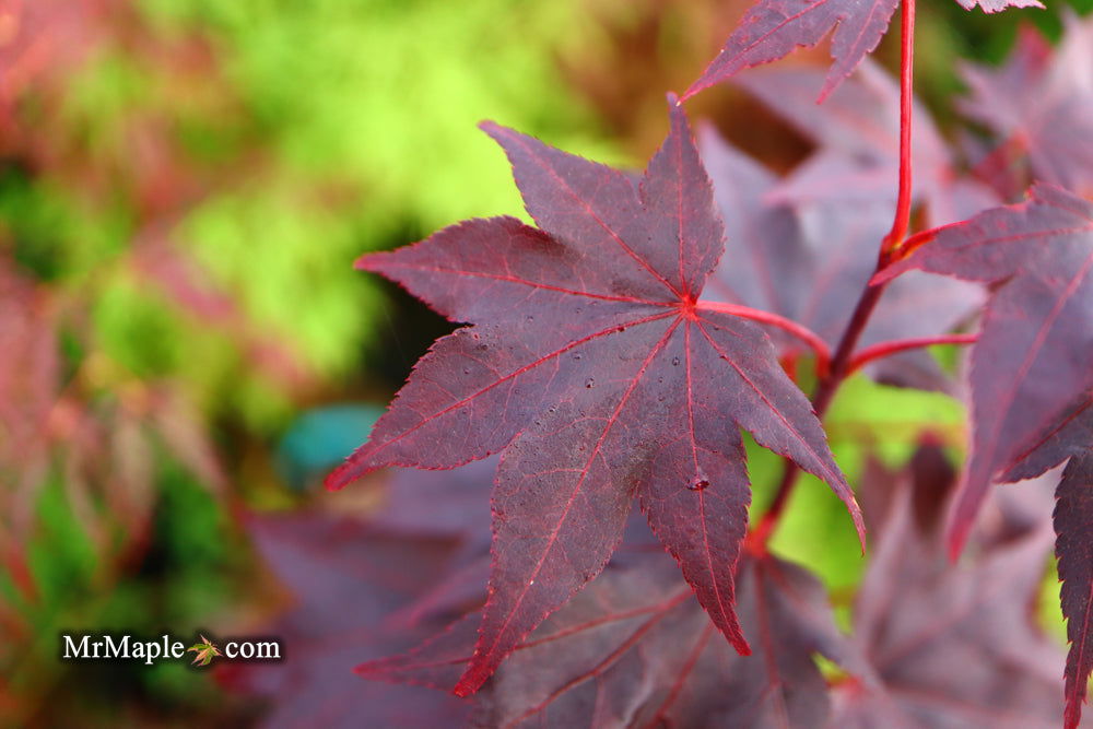 - Acer palmatum 'Ruth's Red' Japanese Maple - Mr Maple │ Buy Japanese Maple Trees