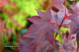 - Acer palmatum 'Ruth's Red' Japanese Maple - Mr Maple │ Buy Japanese Maple Trees