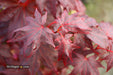 - Acer palmatum 'Ruth's Red' Japanese Maple - Mr Maple │ Buy Japanese Maple Trees