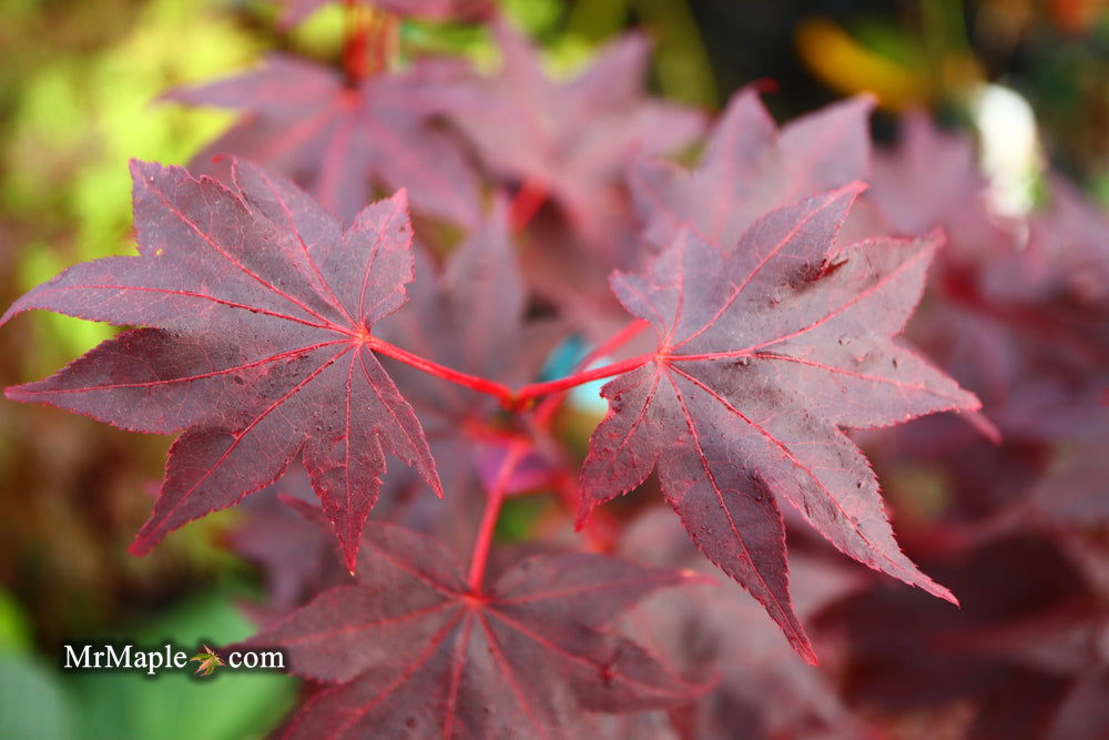 - Acer palmatum 'Ruth's Red' Japanese Maple - Mr Maple │ Buy Japanese Maple Trees