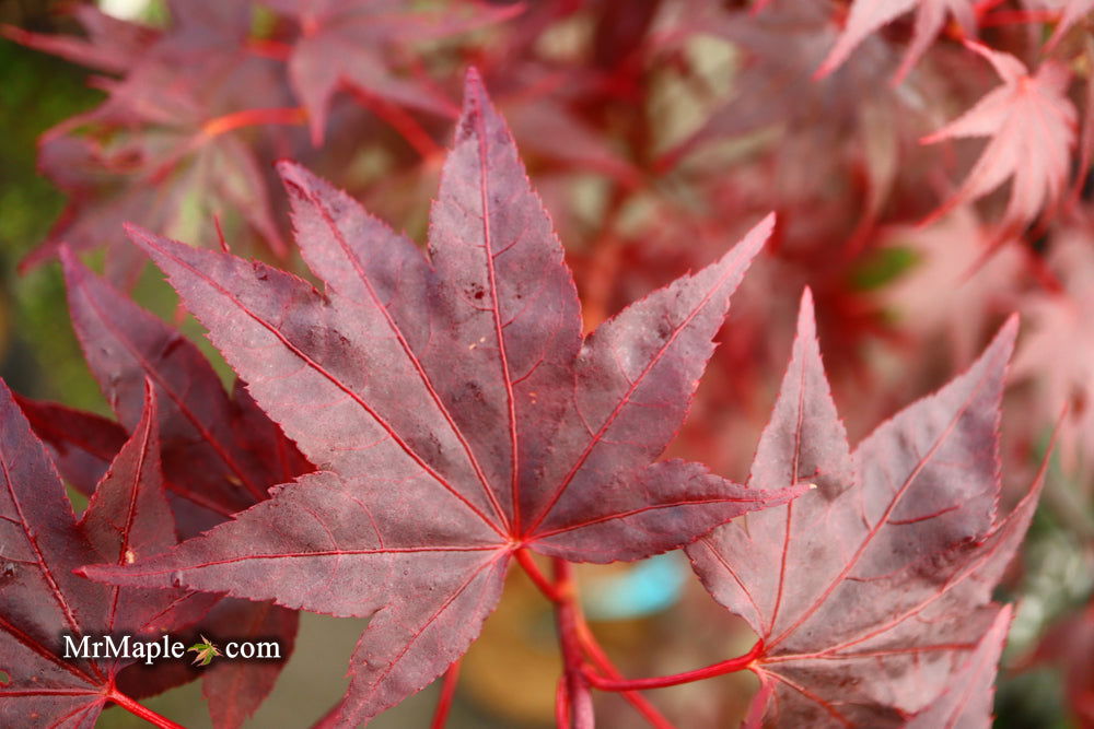 - Acer palmatum 'Ruth's Red' Japanese Maple - Mr Maple │ Buy Japanese Maple Trees