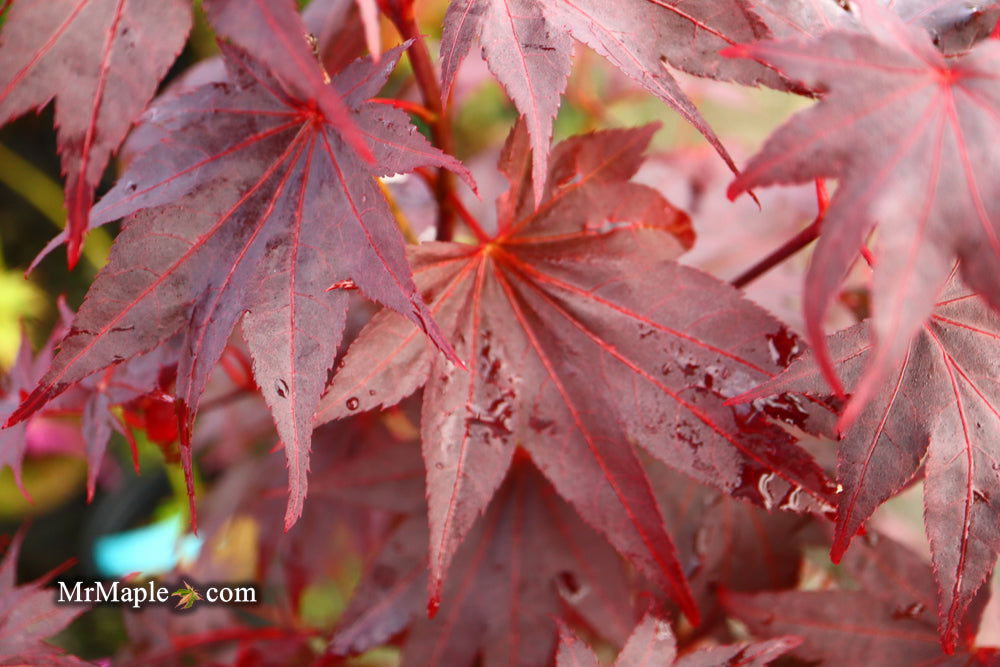 - Acer palmatum 'Ruth's Red' Japanese Maple - Mr Maple │ Buy Japanese Maple Trees