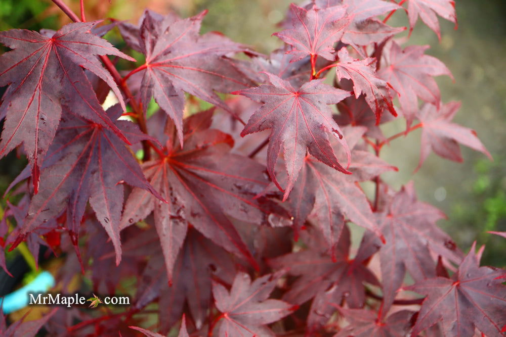 - Acer palmatum 'Ruth's Red' Japanese Maple - Mr Maple │ Buy Japanese Maple Trees