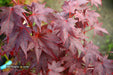 - Acer palmatum 'Ruth's Red' Japanese Maple - Mr Maple │ Buy Japanese Maple Trees