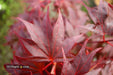 - Acer palmatum 'Ruth's Red' Japanese Maple - Mr Maple │ Buy Japanese Maple Trees