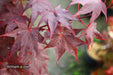 - Acer palmatum 'Ruth's Red' Japanese Maple - Mr Maple │ Buy Japanese Maple Trees