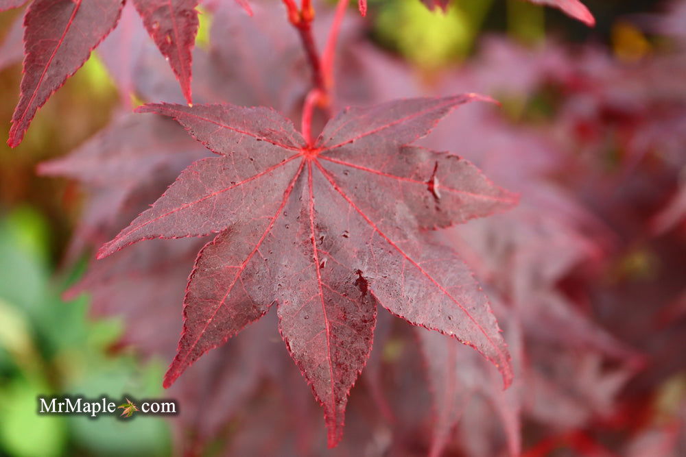 - Acer palmatum 'Ruth's Red' Japanese Maple - Mr Maple │ Buy Japanese Maple Trees