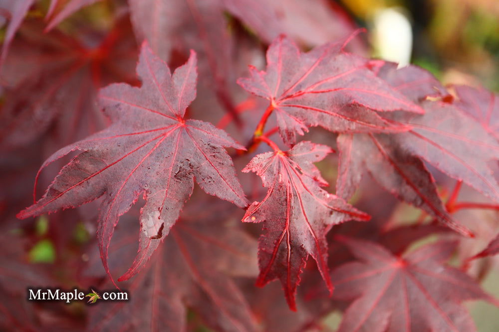 - Acer palmatum 'Ruth's Red' Japanese Maple - Mr Maple │ Buy Japanese Maple Trees