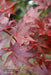 - Acer palmatum 'Ruth's Red' Japanese Maple - Mr Maple │ Buy Japanese Maple Trees