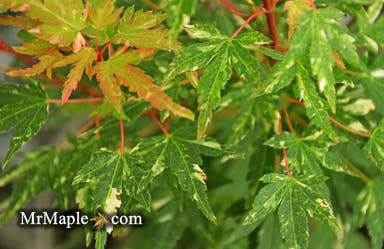 - Acer palmatum 'Ryugu' Dwarf Japanese Maple - Mr Maple │ Buy Japanese Maple Trees