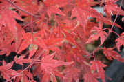 - Acer palmatum 'Ryugu' Dwarf Japanese Maple - Mr Maple │ Buy Japanese Maple Trees