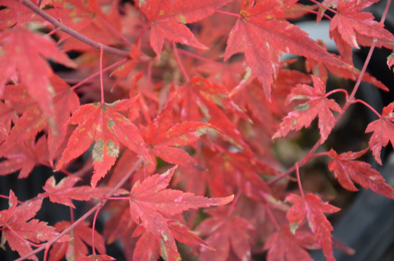 - Acer palmatum 'Ryugu' Dwarf Japanese Maple - Mr Maple │ Buy Japanese Maple Trees