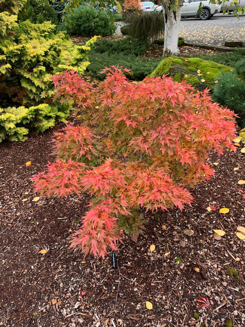 - Acer palmatum 'Ryugu' Dwarf Japanese Maple - Mr Maple │ Buy Japanese Maple Trees