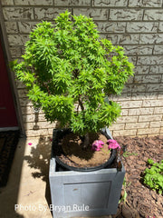 - Acer palmatum 'Ryugu' Dwarf Japanese Maple - Mr Maple │ Buy Japanese Maple Trees