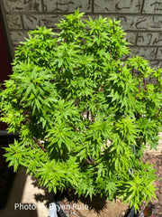 - Acer palmatum 'Ryugu' Dwarf Japanese Maple - Mr Maple │ Buy Japanese Maple Trees